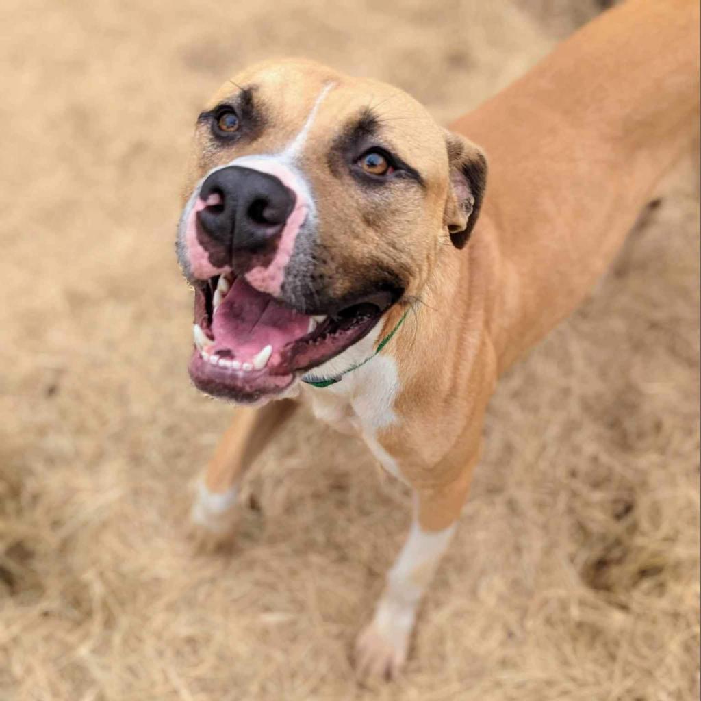 Enlarge Frankie 16, a Adoptable Mixed Breed in Savannah, GA image 5/6