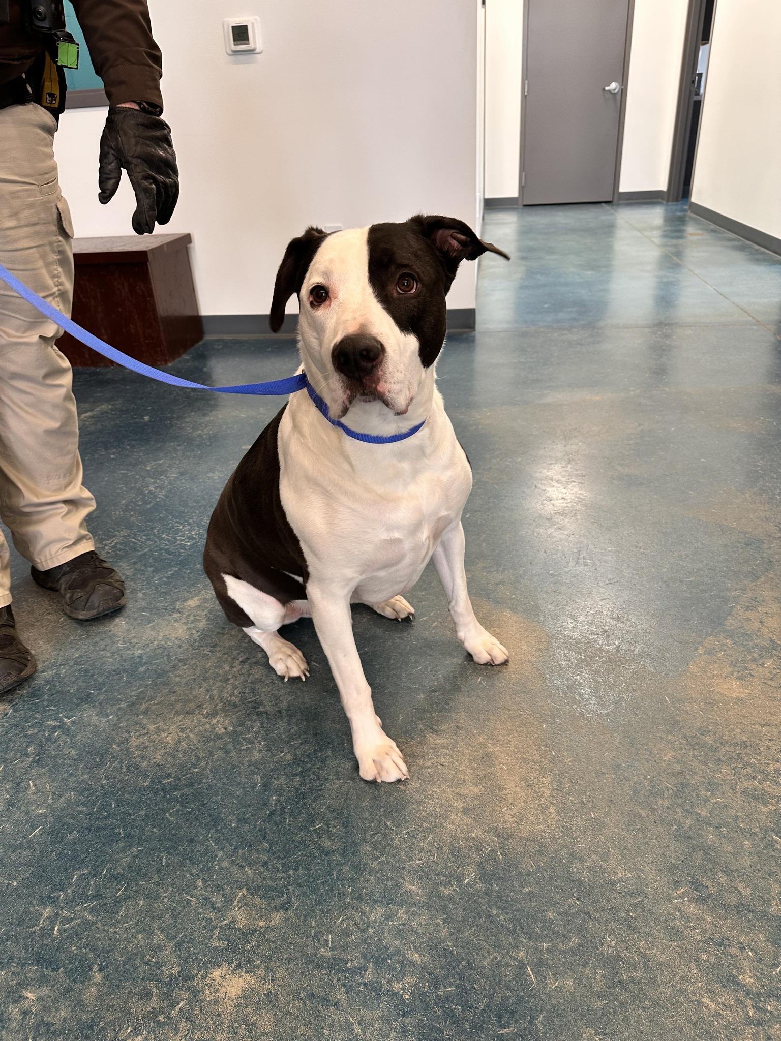 Jax, Adoptable, Young Male Mixed Breed.