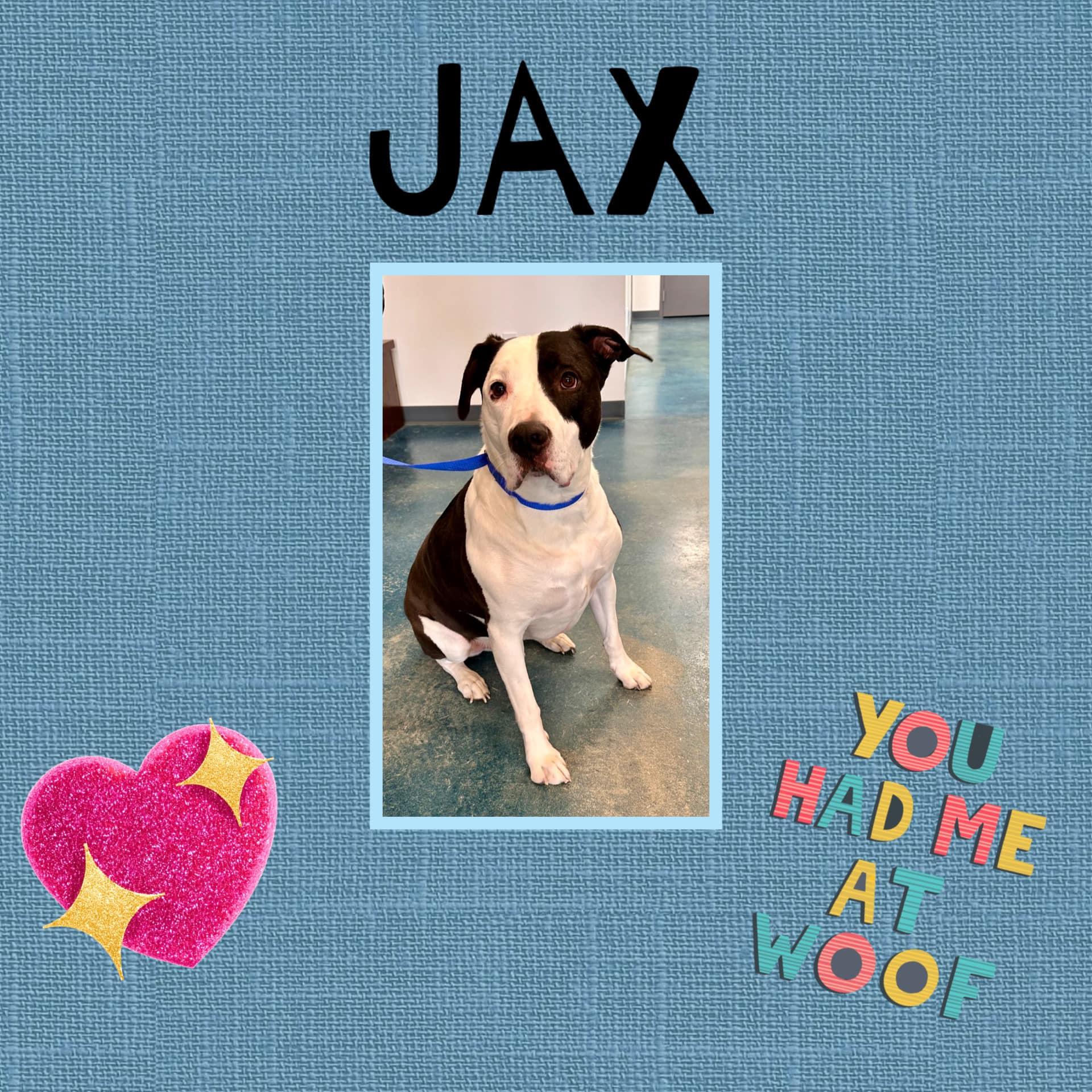 Jax, a Adoptable mixed breed in Monticello, IN image 2/2