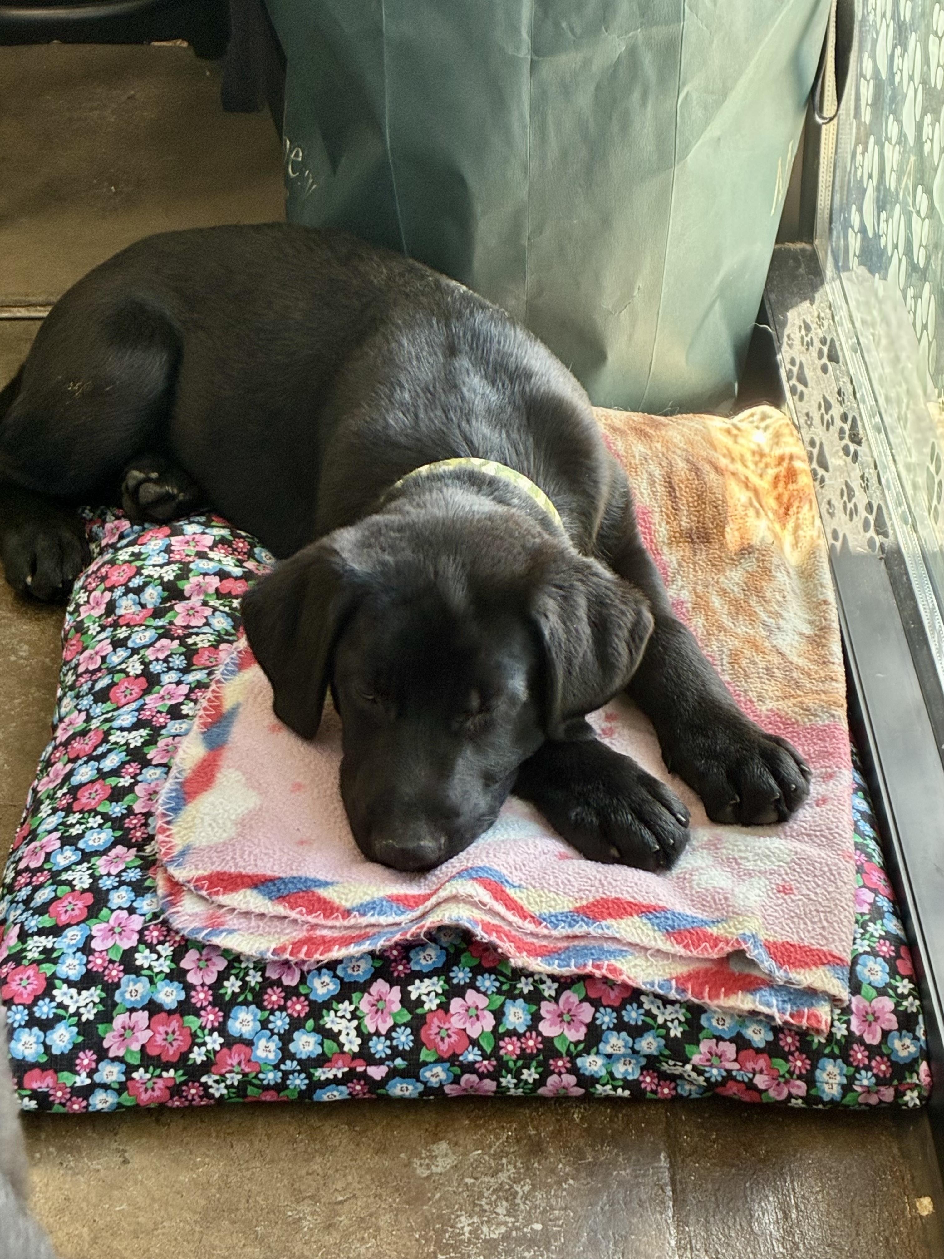 Hudson - ADOPTION PENDING, an adopted mixed breed in Cincinnati, OH image 5/5