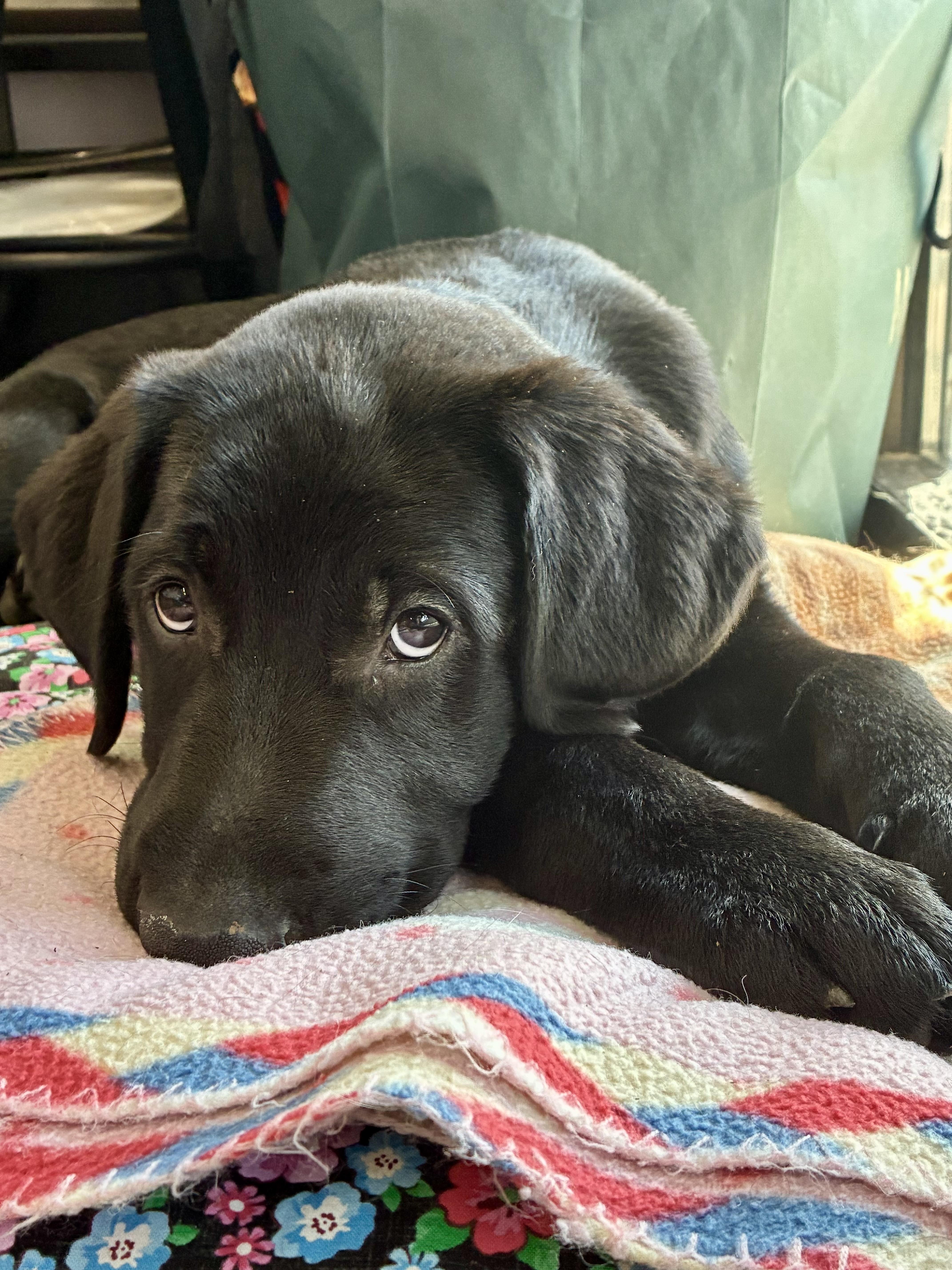 Hudson - ADOPTION PENDING, adopted, Young Male German Shepherd Dog & Black Labrador Retriever.