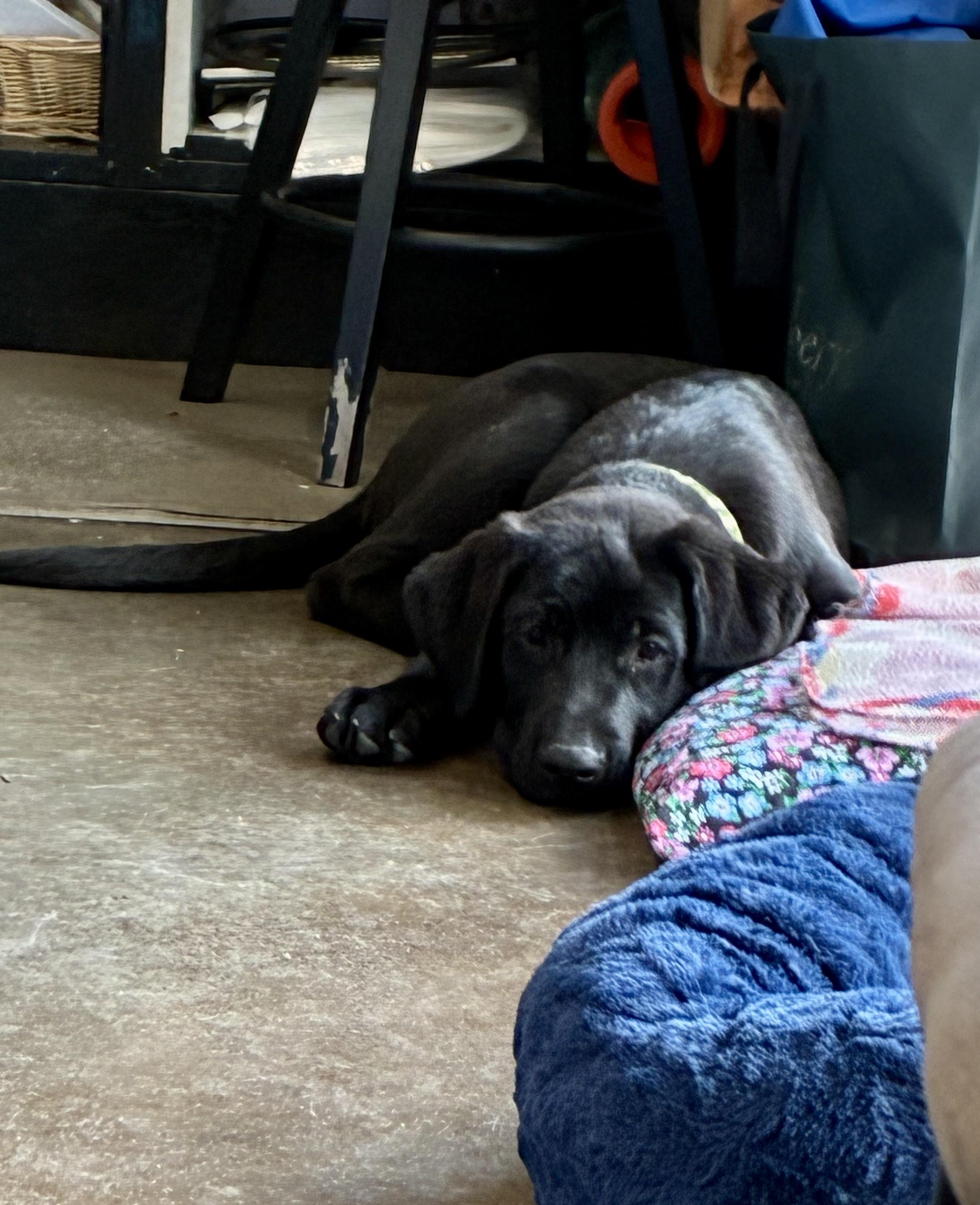 Hudson - ADOPTION PENDING, an adopted mixed breed in Cincinnati, OH image 4/5