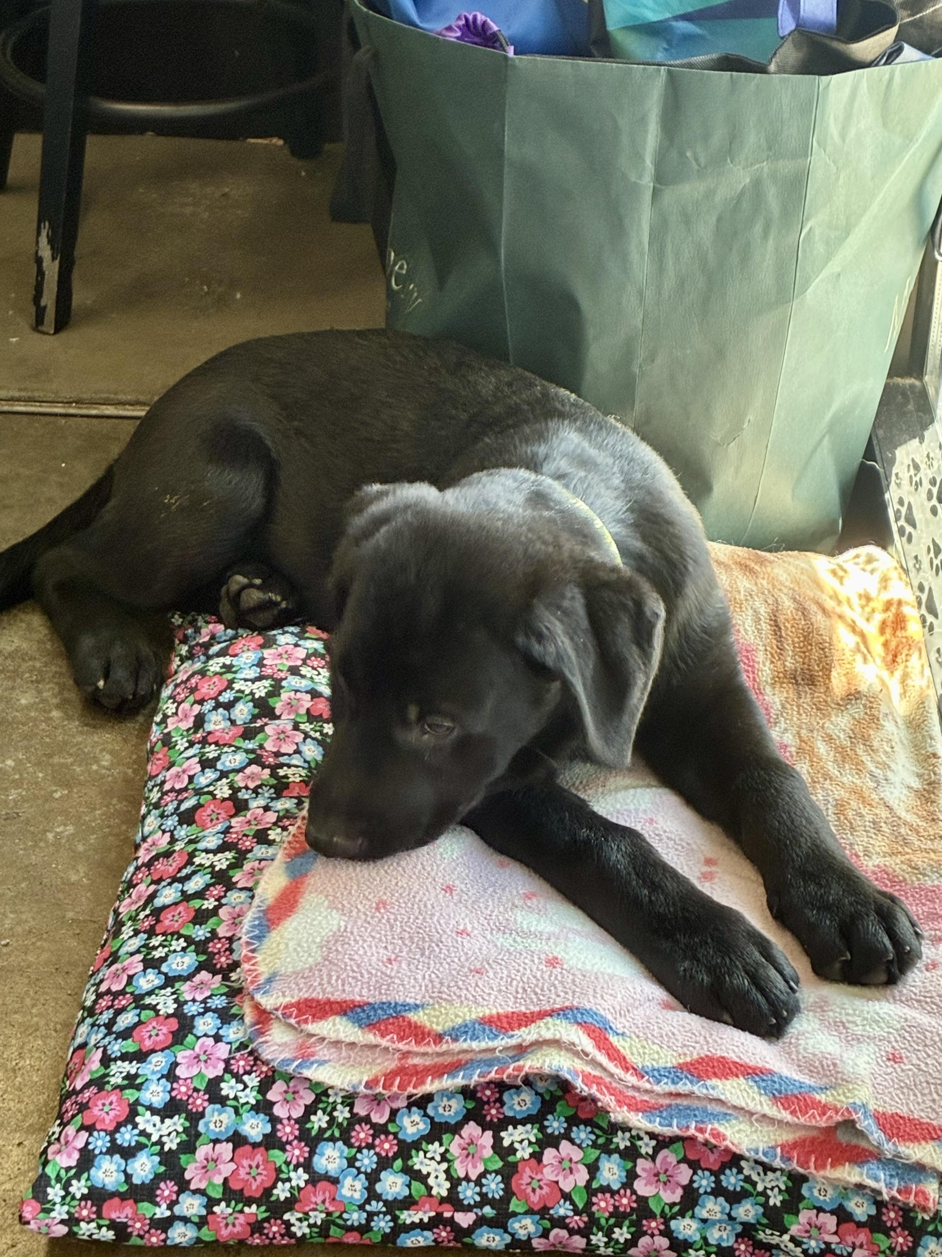 Hudson - ADOPTION PENDING, an adopted mixed breed in Cincinnati, OH image 3/5
