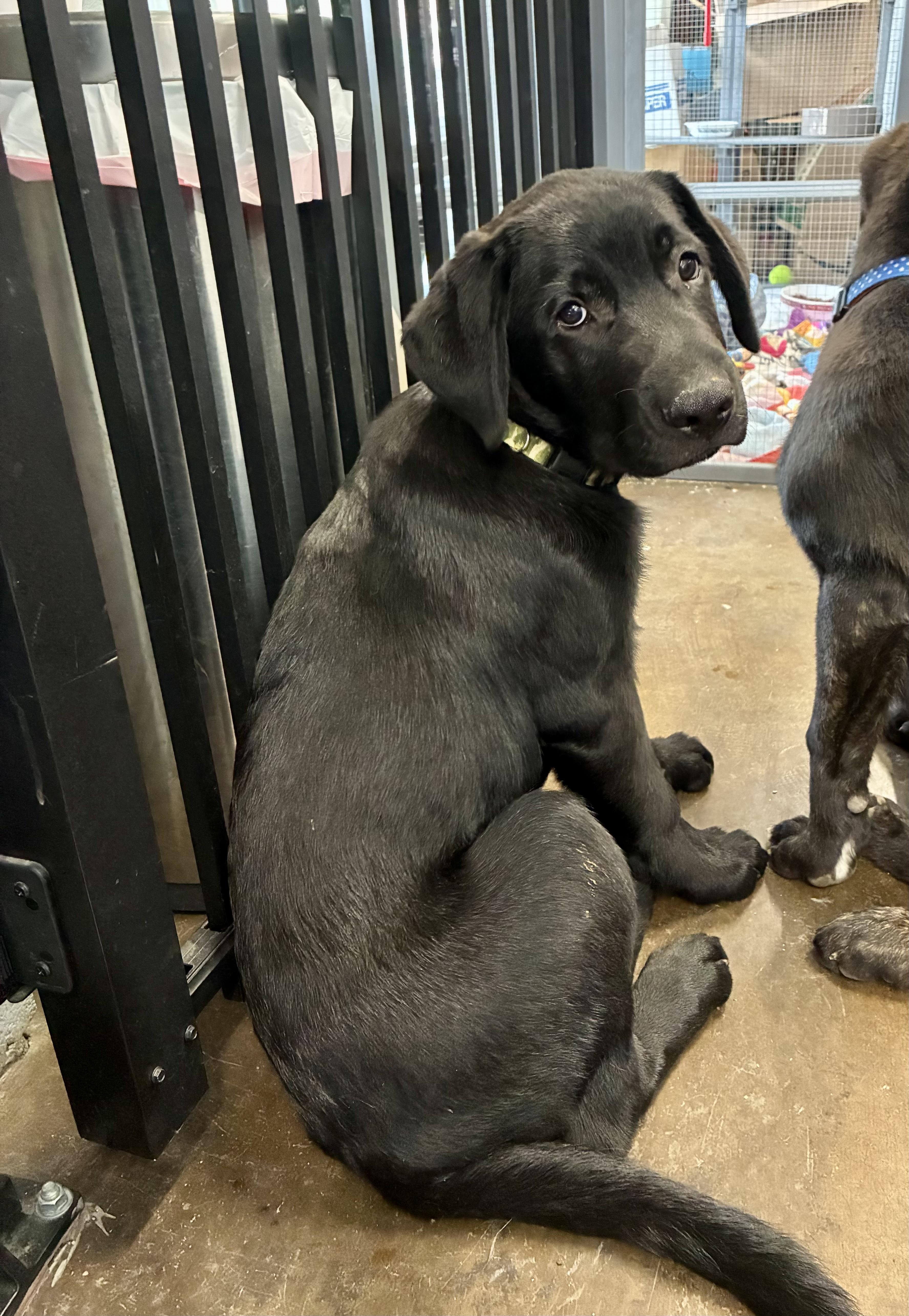 Hudson - ADOPTION PENDING, an adopted mixed breed in Cincinnati, OH image 2/5