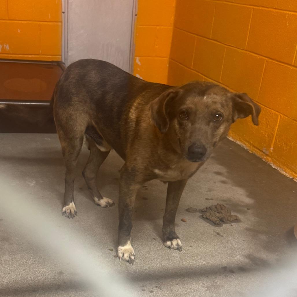 Spike, Adoptable, Puppy Male Mountain Cur & Feist.