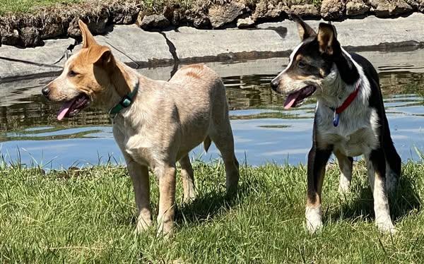 Darcy, an adoptable Australian Cattle Dog / Blue Heeler, Border Collie in Bend, OR, 97702 | Photo Image 2