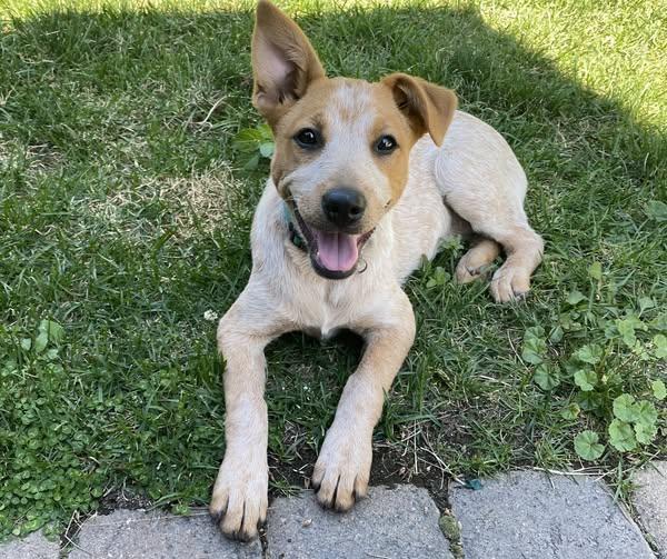 Darcy, an adoptable Australian Cattle Dog / Blue Heeler, Border Collie in Bend, OR, 97702 | Photo Image 1
