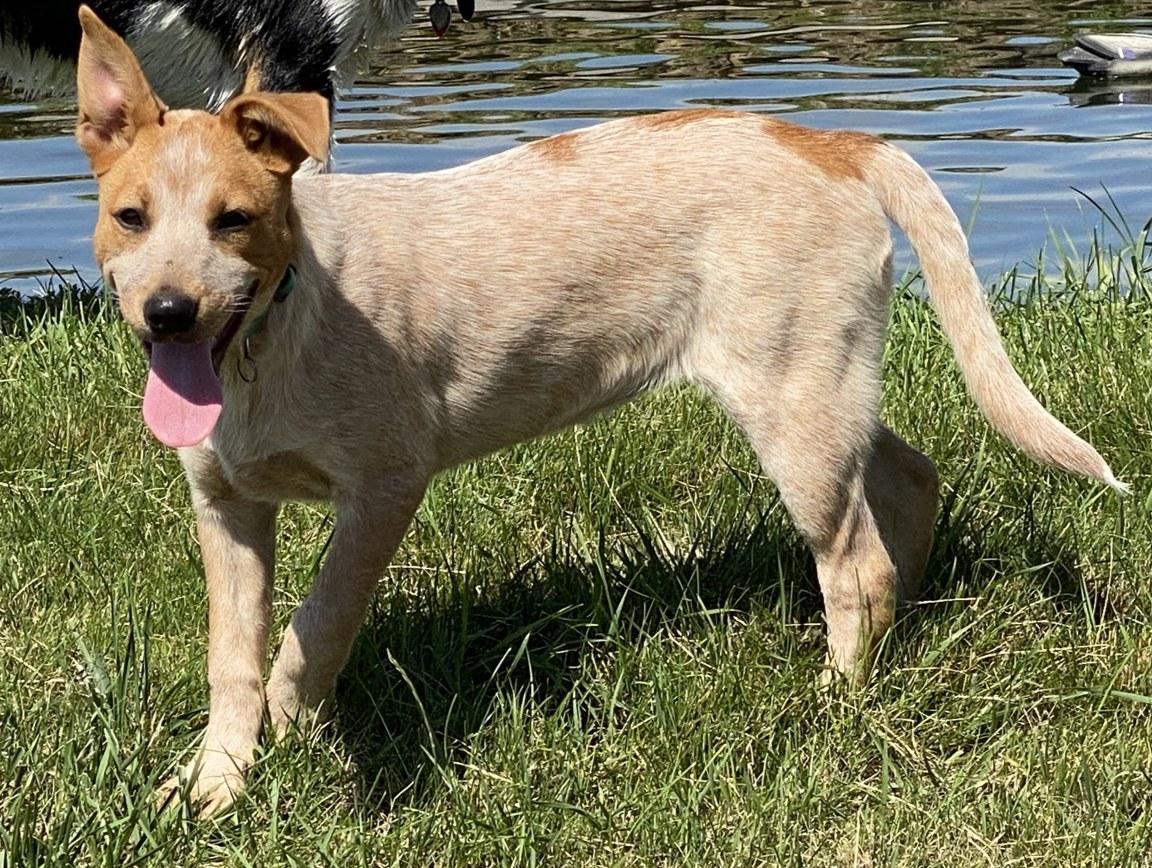 Darcy, an adoptable Australian Cattle Dog / Blue Heeler, Border Collie in Bend, OR, 97702 | Photo Image 3