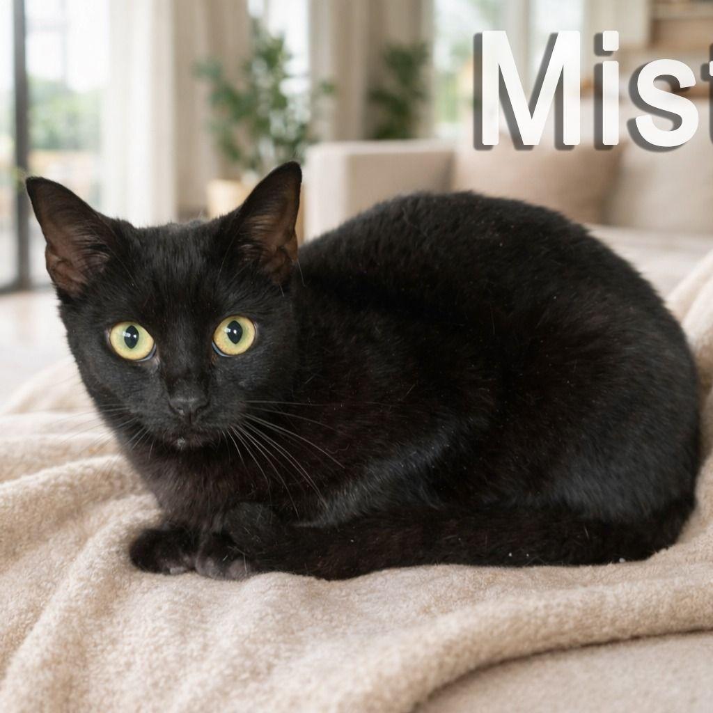 Enlarge Misty, a Adoptable Bombay in Boston, MA image 1/1