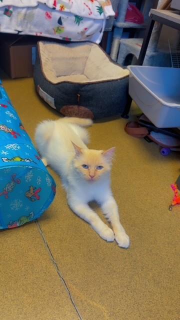 Ozzy, Adopted, Adult Male Domestic Medium Hair & Siamese.