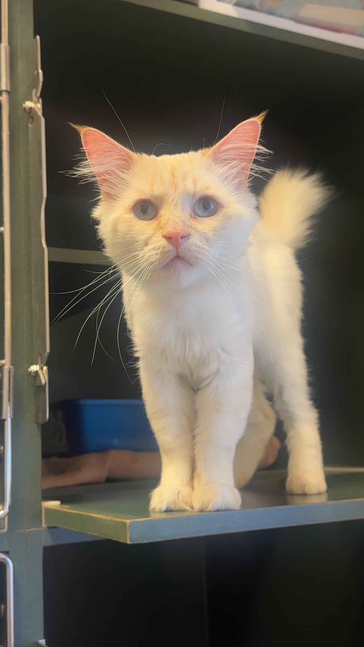 Enlarge Ozzy, a Adopted mixed breed in Ambler, PA image 2/5