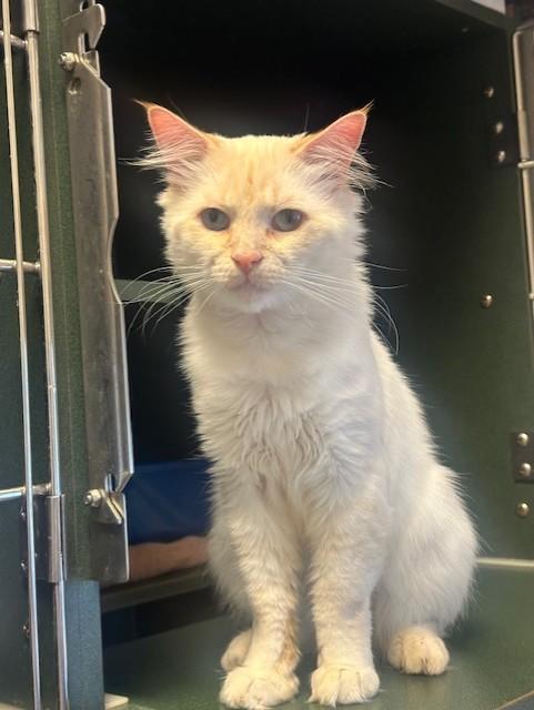 Enlarge Ozzy, a Adopted mixed breed in Ambler, PA image 3/5