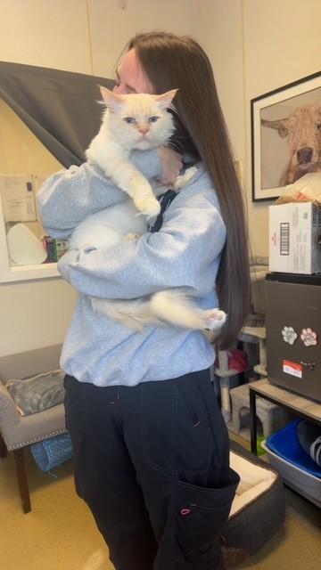 Enlarge Ozzy, a Adopted mixed breed in Ambler, PA image 5/5