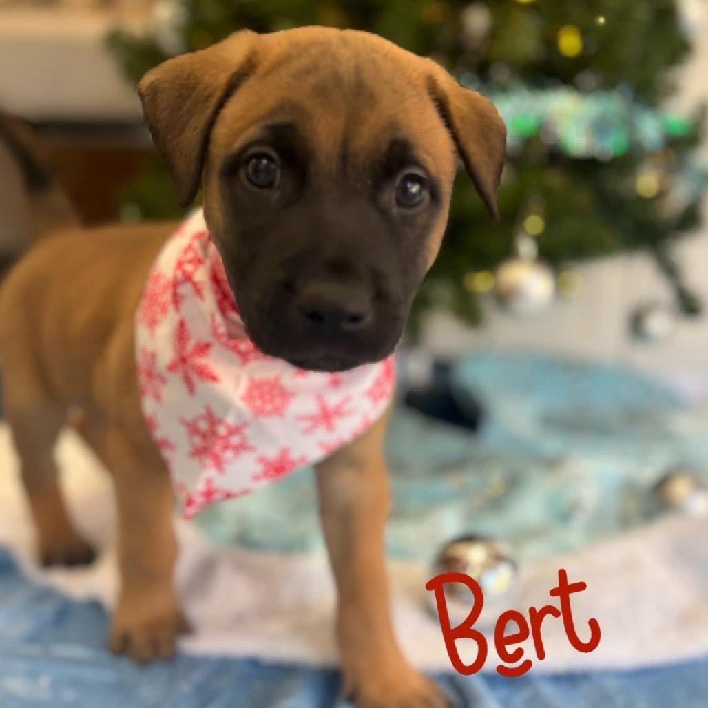 Enlarge Bert, a Adoptable Shepherd in Opelika, AL image 1/2