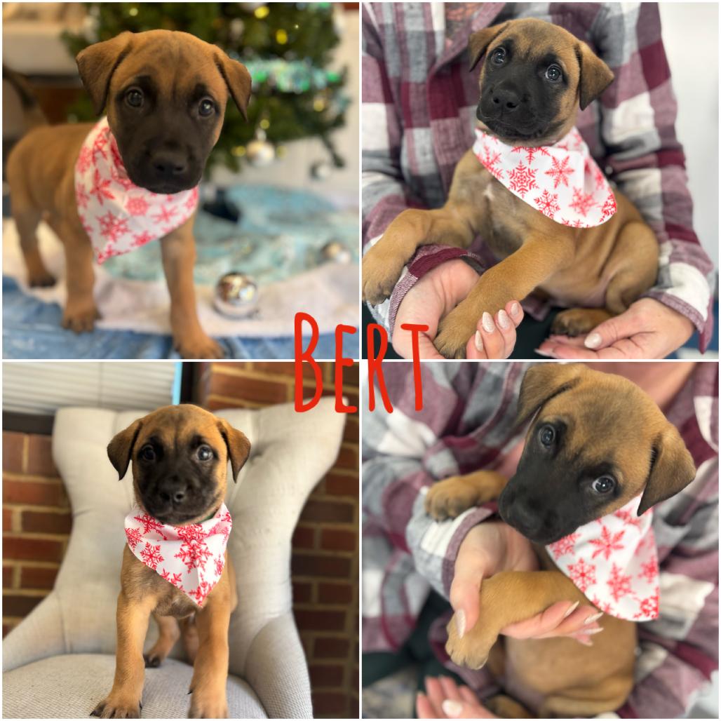 Enlarge Bert, a Adoptable Shepherd in Opelika, AL image 2/2