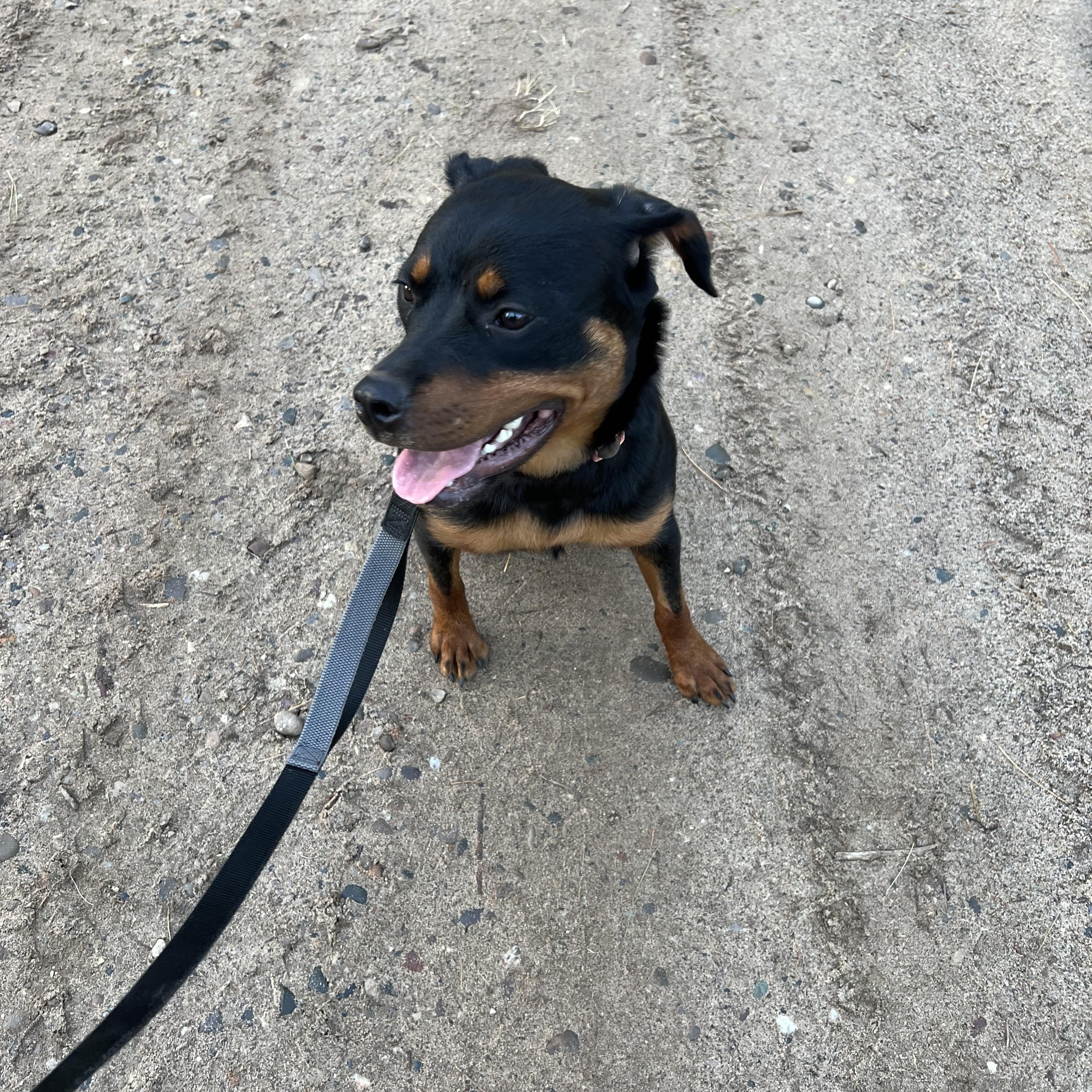 Onyx, a Adoptable mixed breed in Eaton Rapids, MI image 3/5