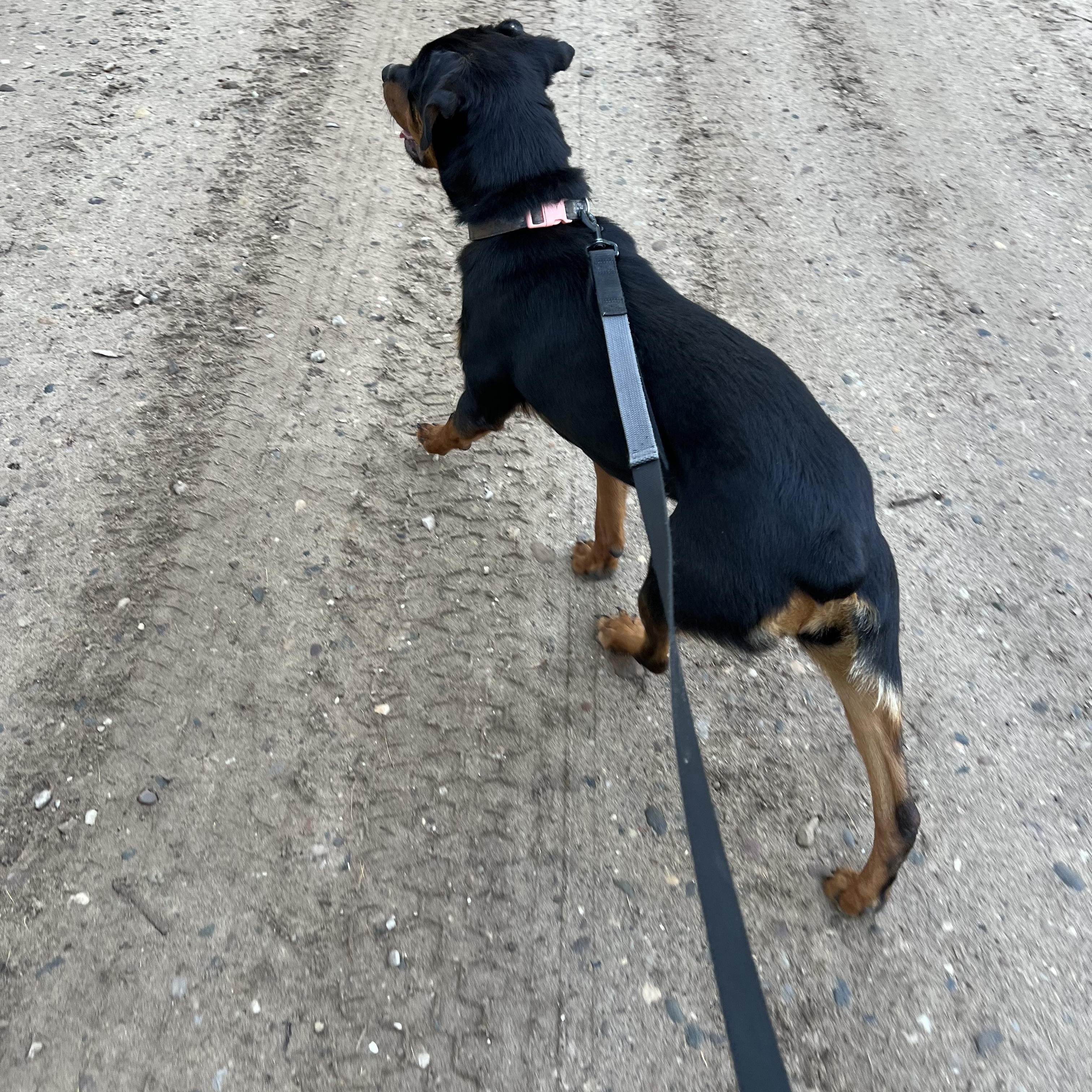 Onyx, a Adoptable mixed breed in Eaton Rapids, MI image 4/5