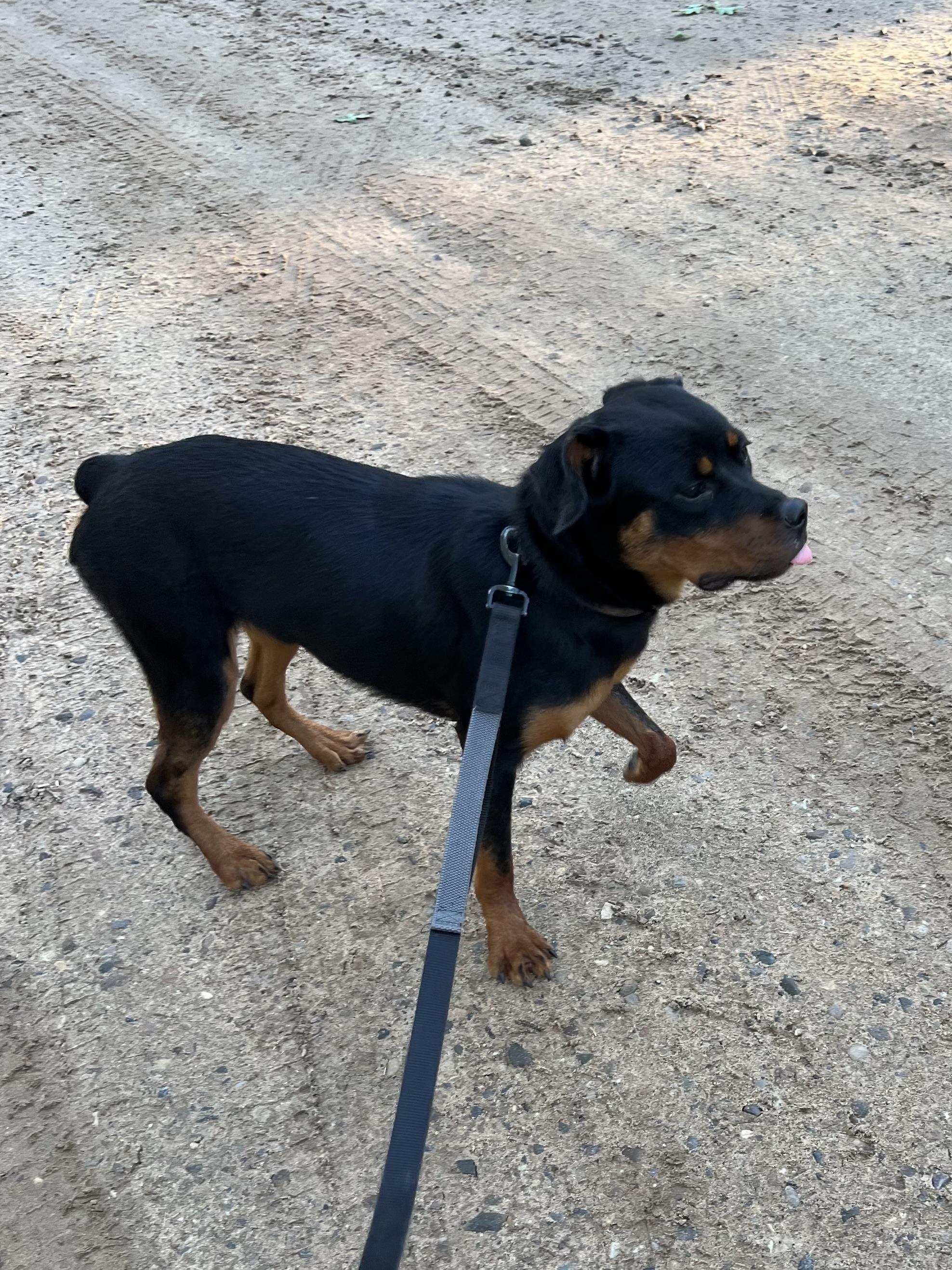 Onyx, a Adoptable mixed breed in Eaton Rapids, MI image 2/5