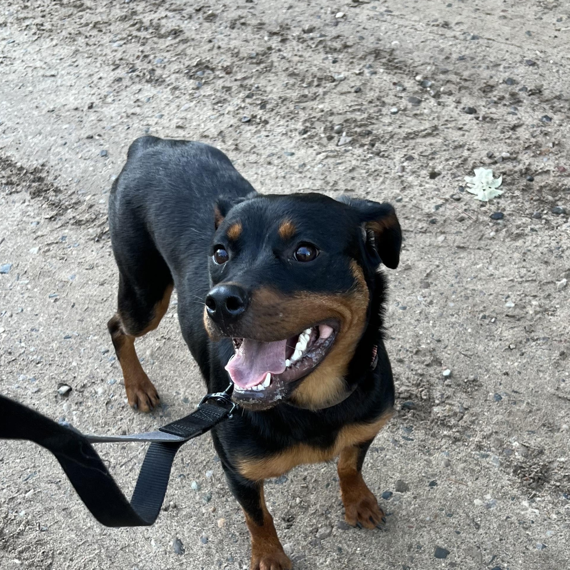 Onyx, a Adoptable mixed breed in Eaton Rapids, MI image 5/5