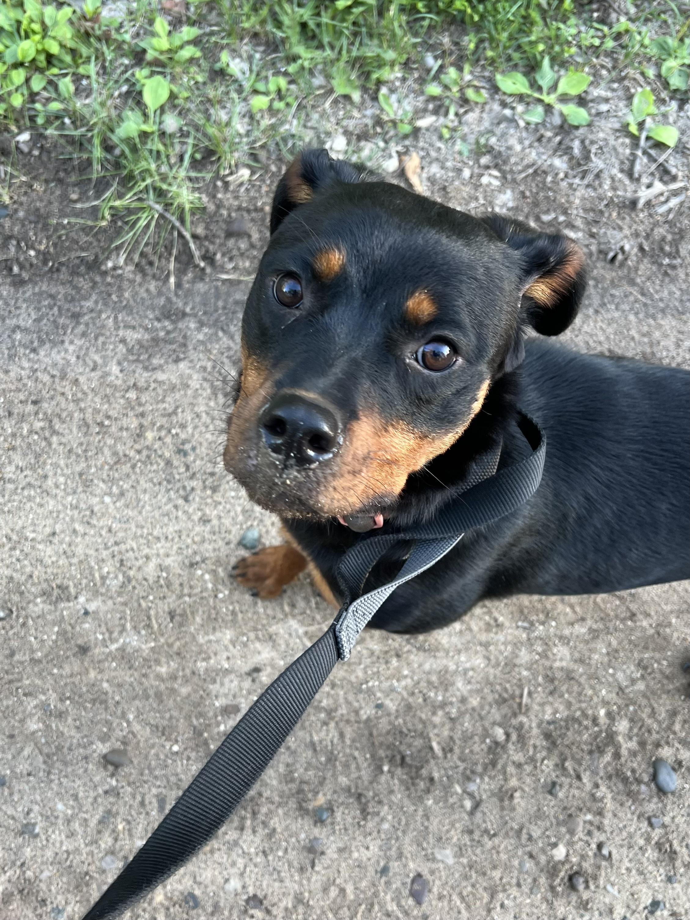 Onyx, Adoptable, Young Female Rottweiler.