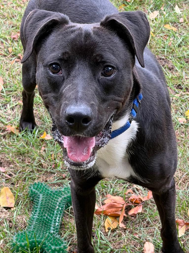 Seven, Adoptable, Young Male Boxer & Mixed Breed.