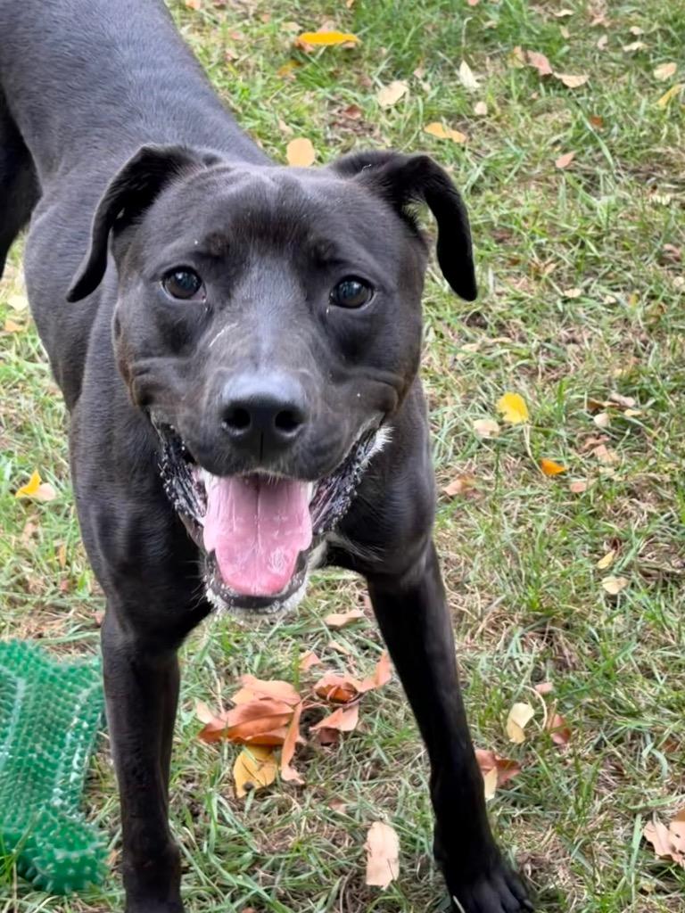 Enlarge Seven, a Adoptable mixed breed in Amery, WI image 3/3