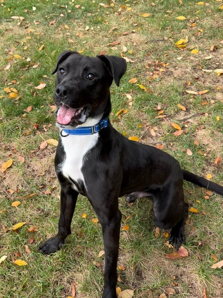 Enlarge Seven, a Adoptable mixed breed in Amery, WI image 2/3