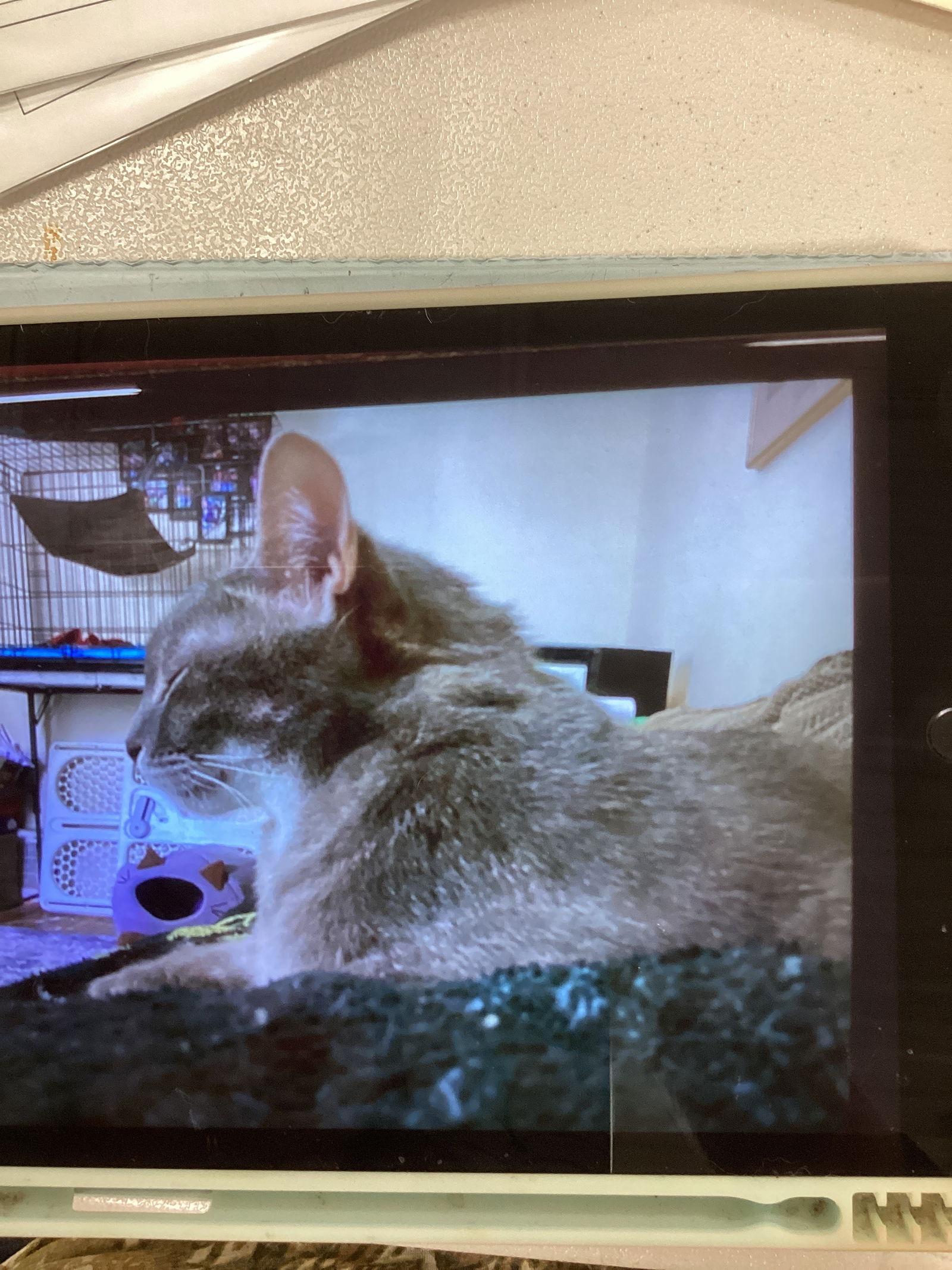 REILLY, Adoptable, Adult Male Domestic Short Hair.