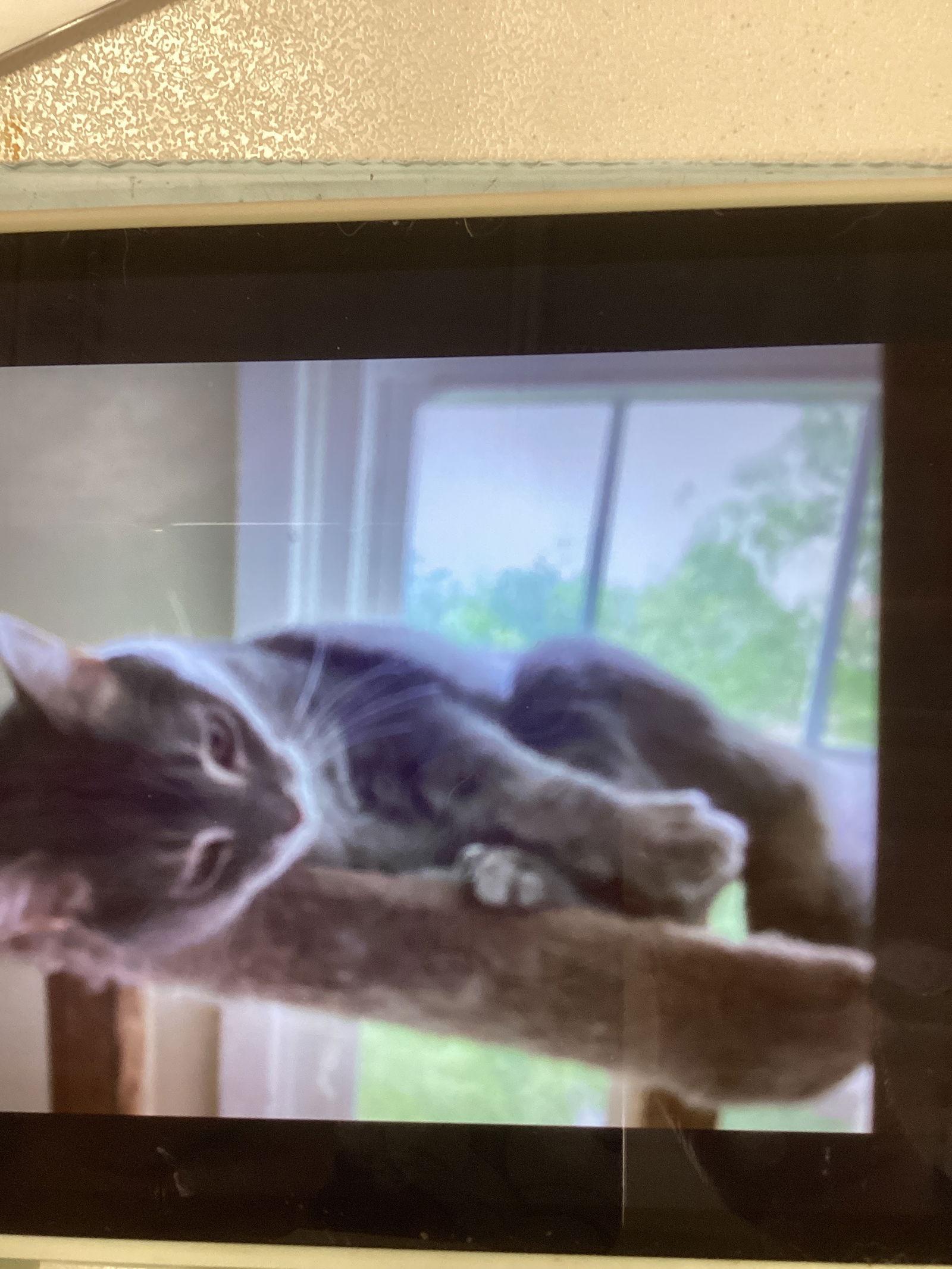 Enlarge REILLY, a Adoptable Domestic Short Hair in Northfield, OH image 2/3