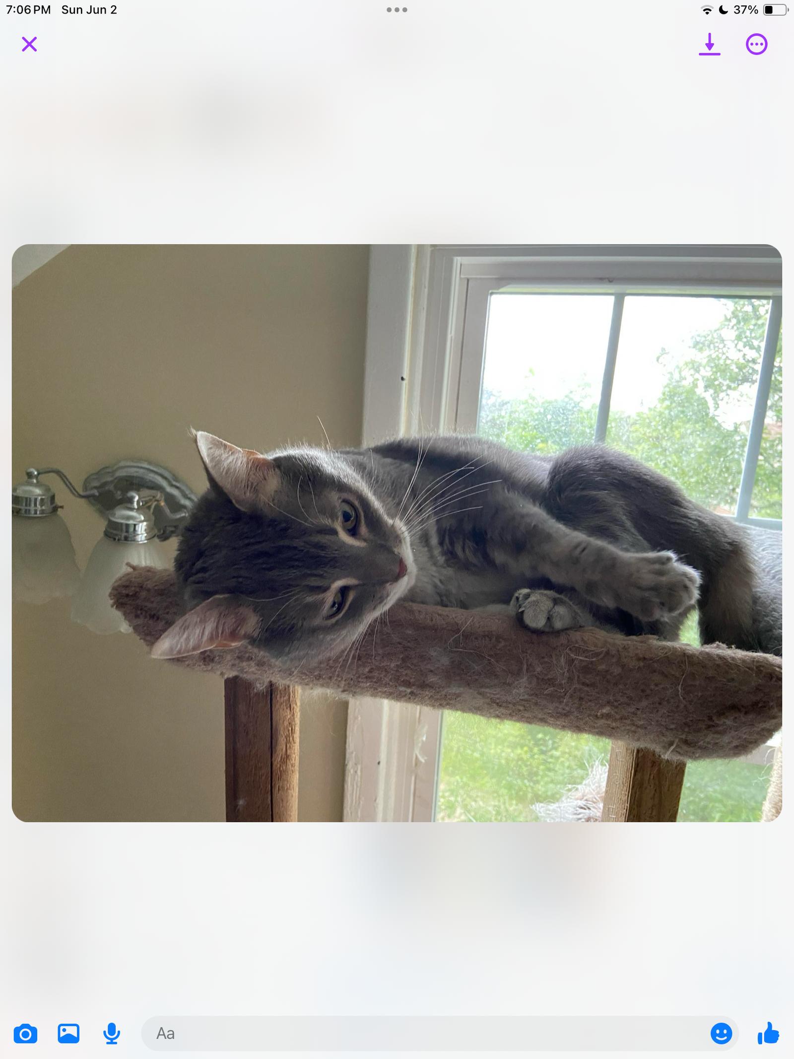 Enlarge REILLY, a Adoptable Domestic Short Hair in Northfield, OH image 3/3