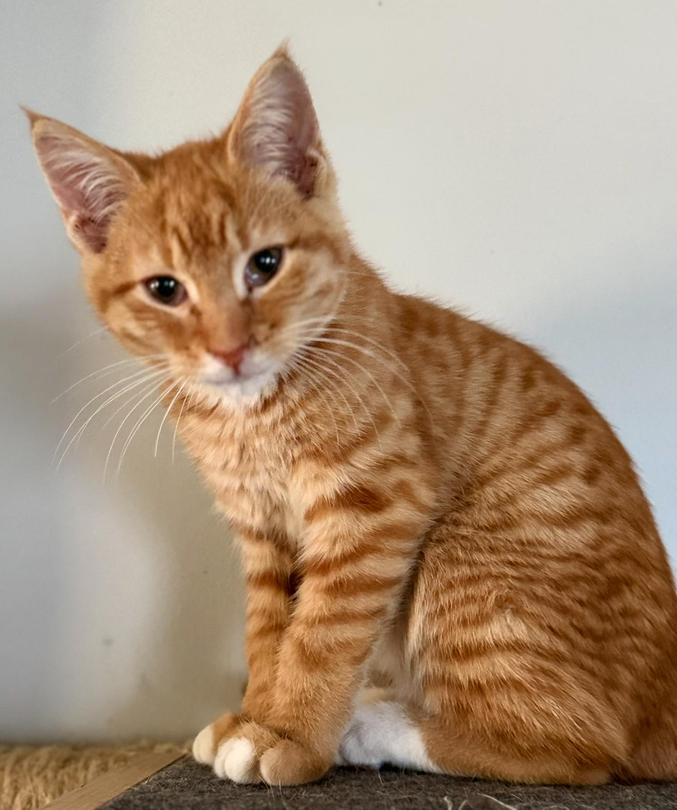 Canelo, ADOPTABLE, Kitten Male Domestic Short Hair.