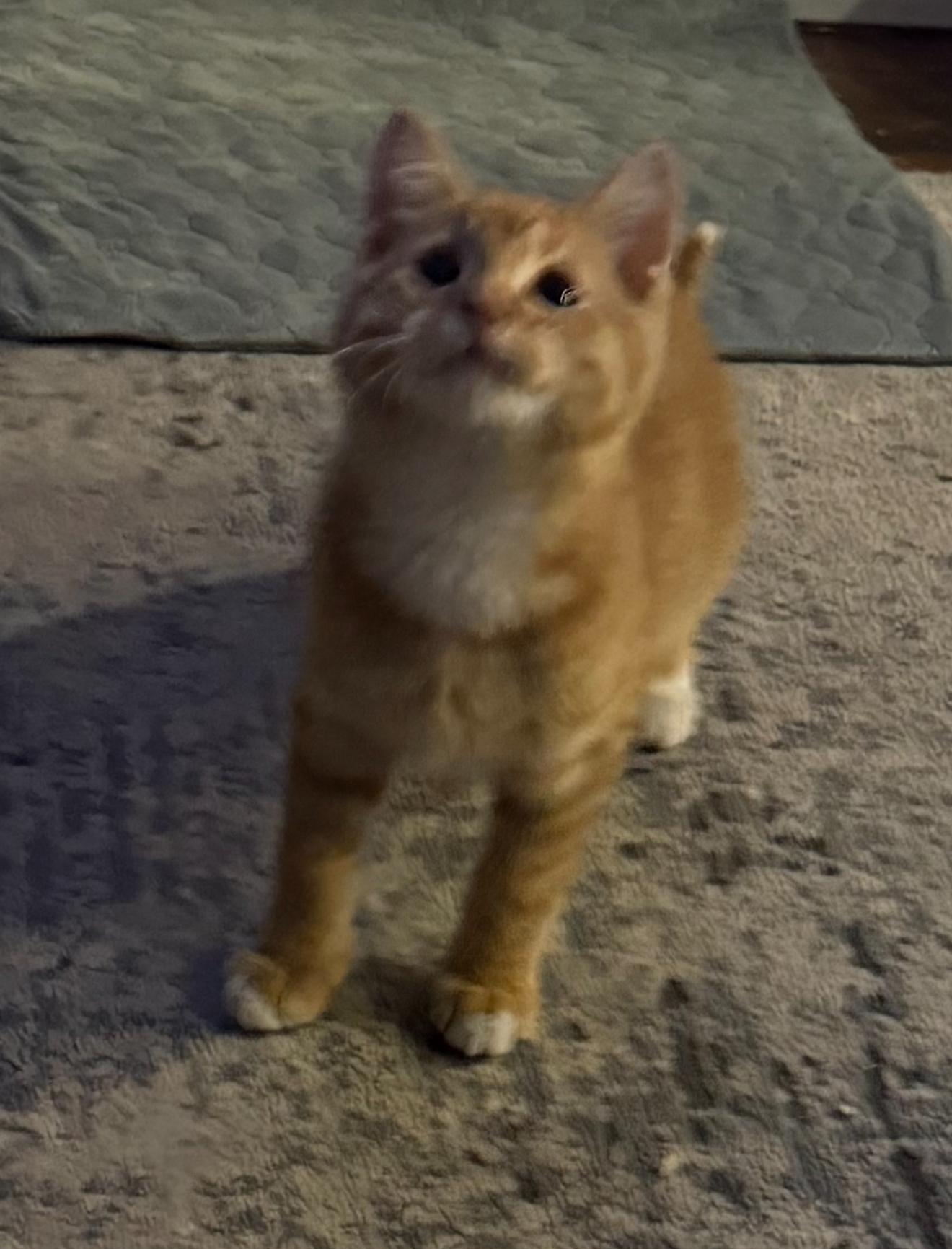 Enlarge Canelo, a ADOPTABLE Domestic Short Hair in Highland, IN image 3/5