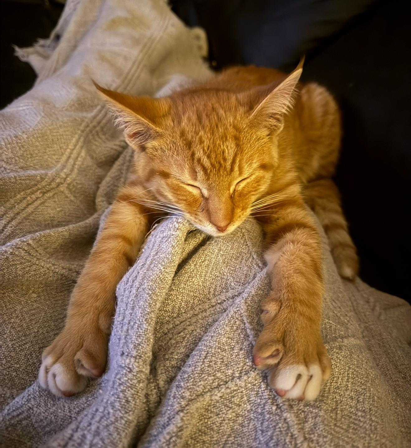 Enlarge Canelo, a ADOPTABLE Domestic Short Hair in Highland, IN image 5/5