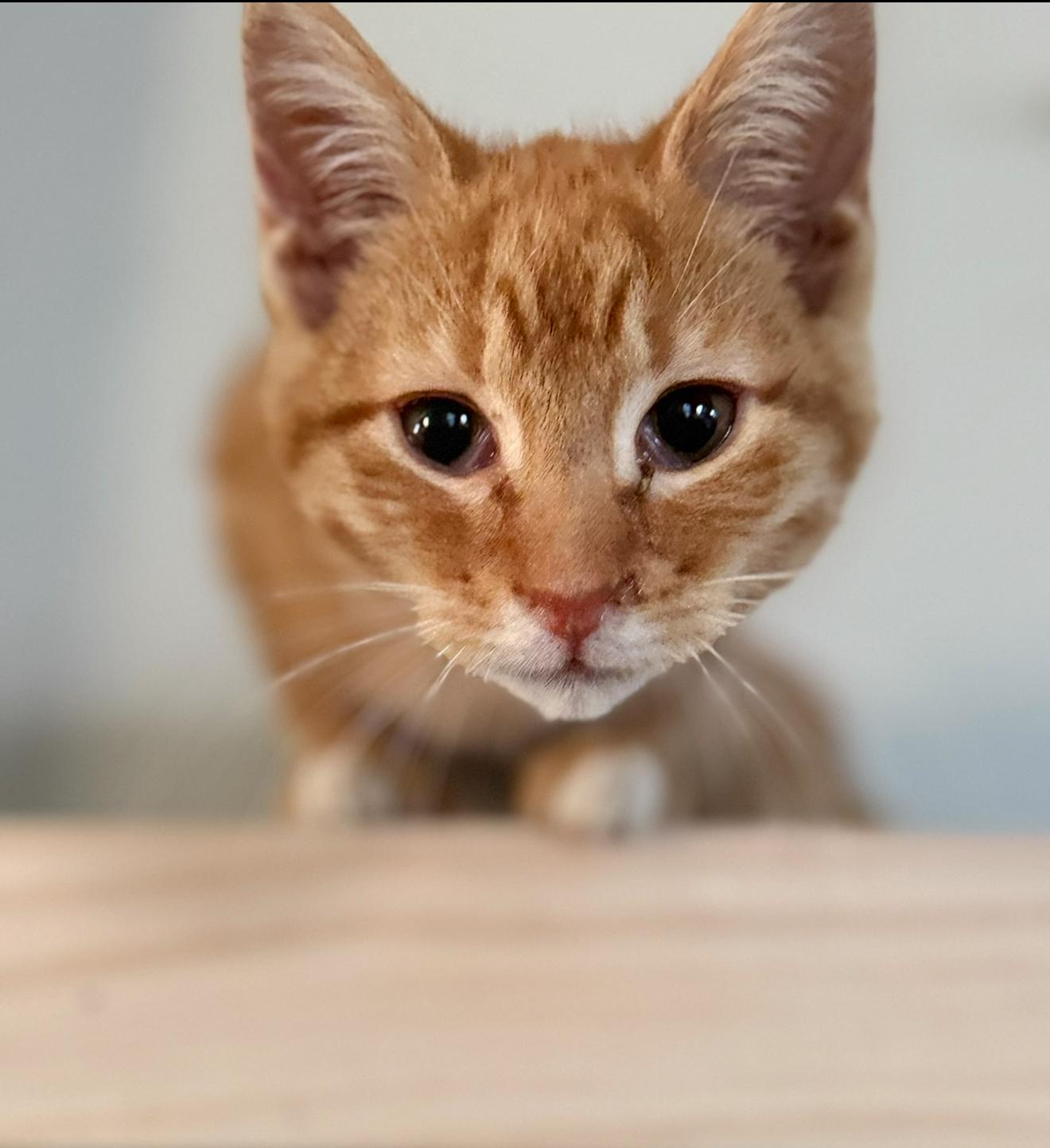 Enlarge Canelo, a ADOPTABLE Domestic Short Hair in Highland, IN image 2/5