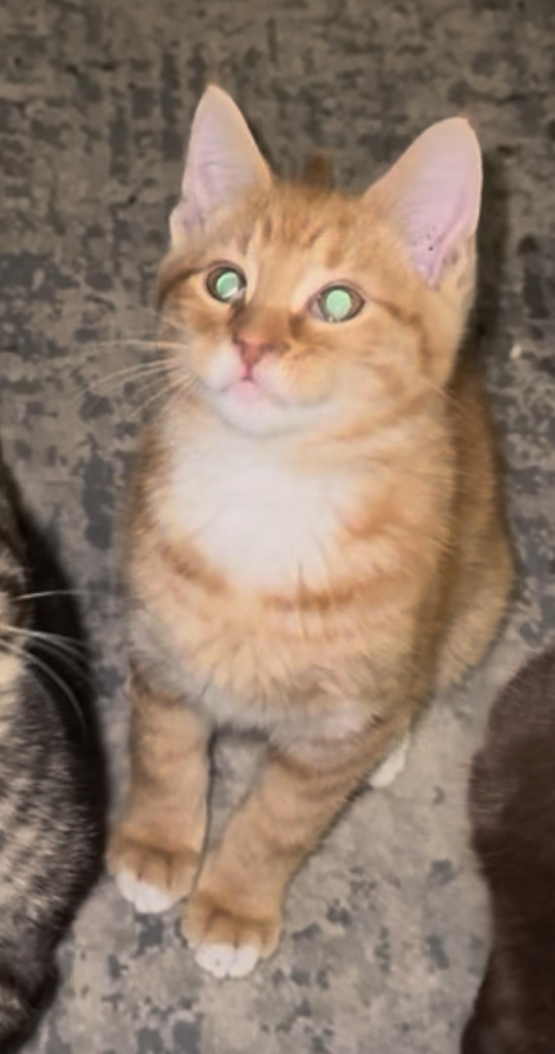 Enlarge Canelo, a ADOPTABLE Domestic Short Hair in Highland, IN image 4/5