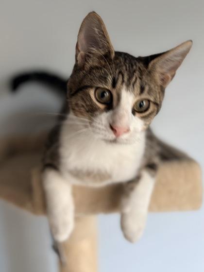 Time Out $50 fostered, Adoptable, Kitten Male Domestic Short Hair & Domestic Short Hair.