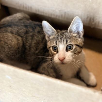 Enlarge Time Out $50 fostered, a Adoptable mixed breed in Seneca, SC image 2/3