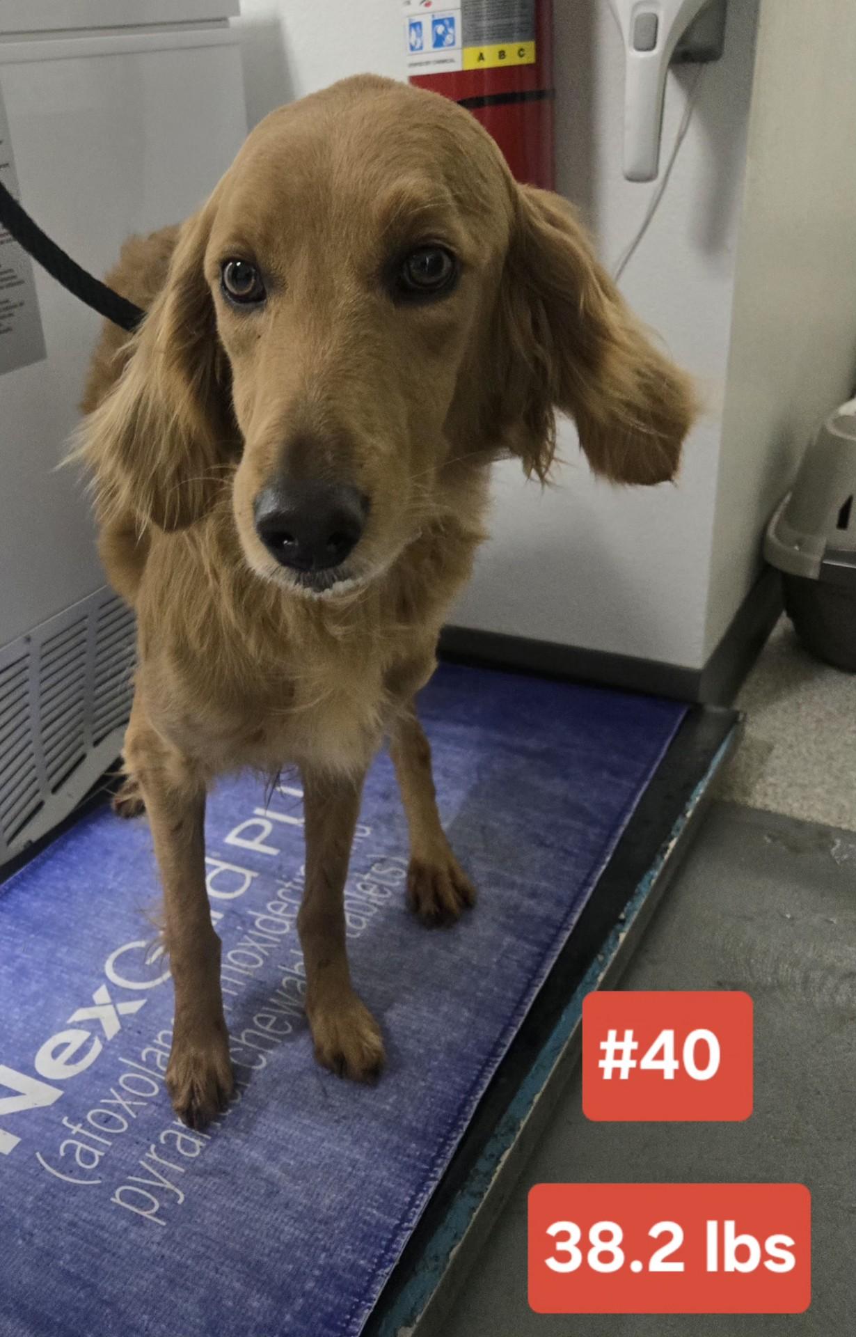 MERCY $425, an adopted mixed breed in Milwaukee, WI image 2/2