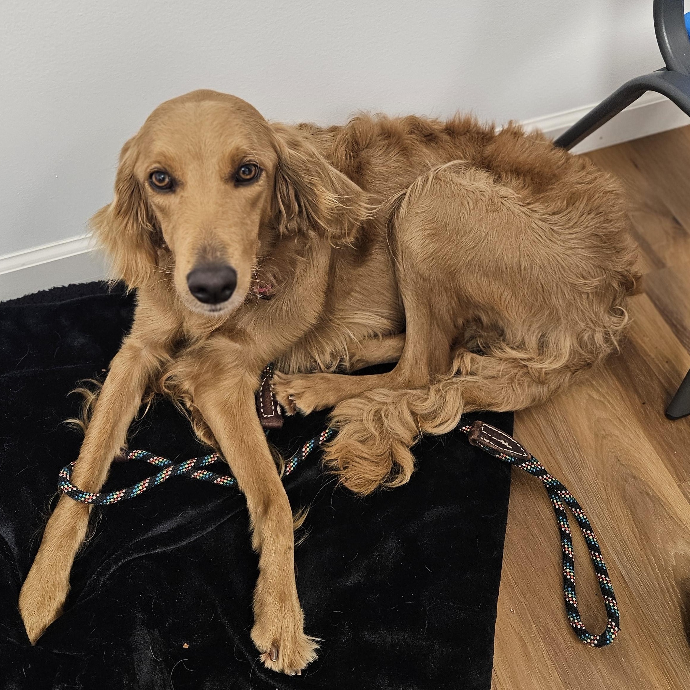 MERCY $425, an adopted mixed breed in Milwaukee, WI image 1/2