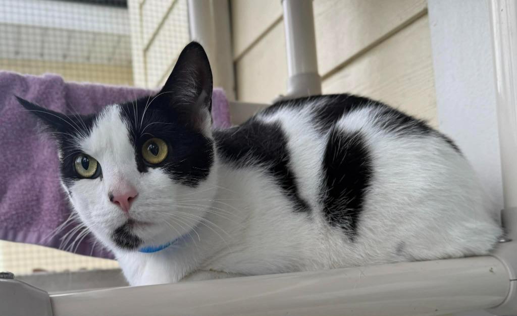 Sylvester, Adoptable, Young Male Domestic Short Hair.