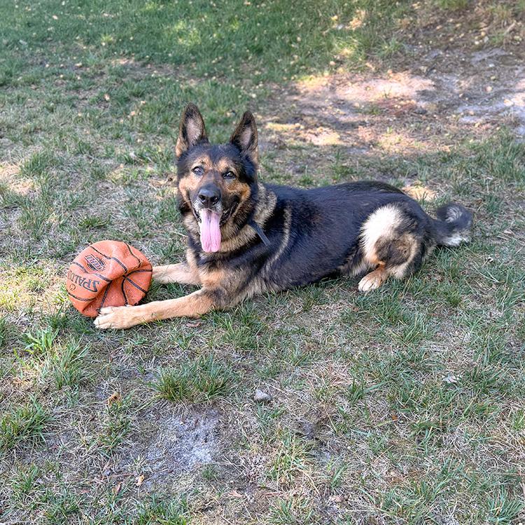 Rambo, ADOPTABLE, Adult Male German Shepherd Dog.