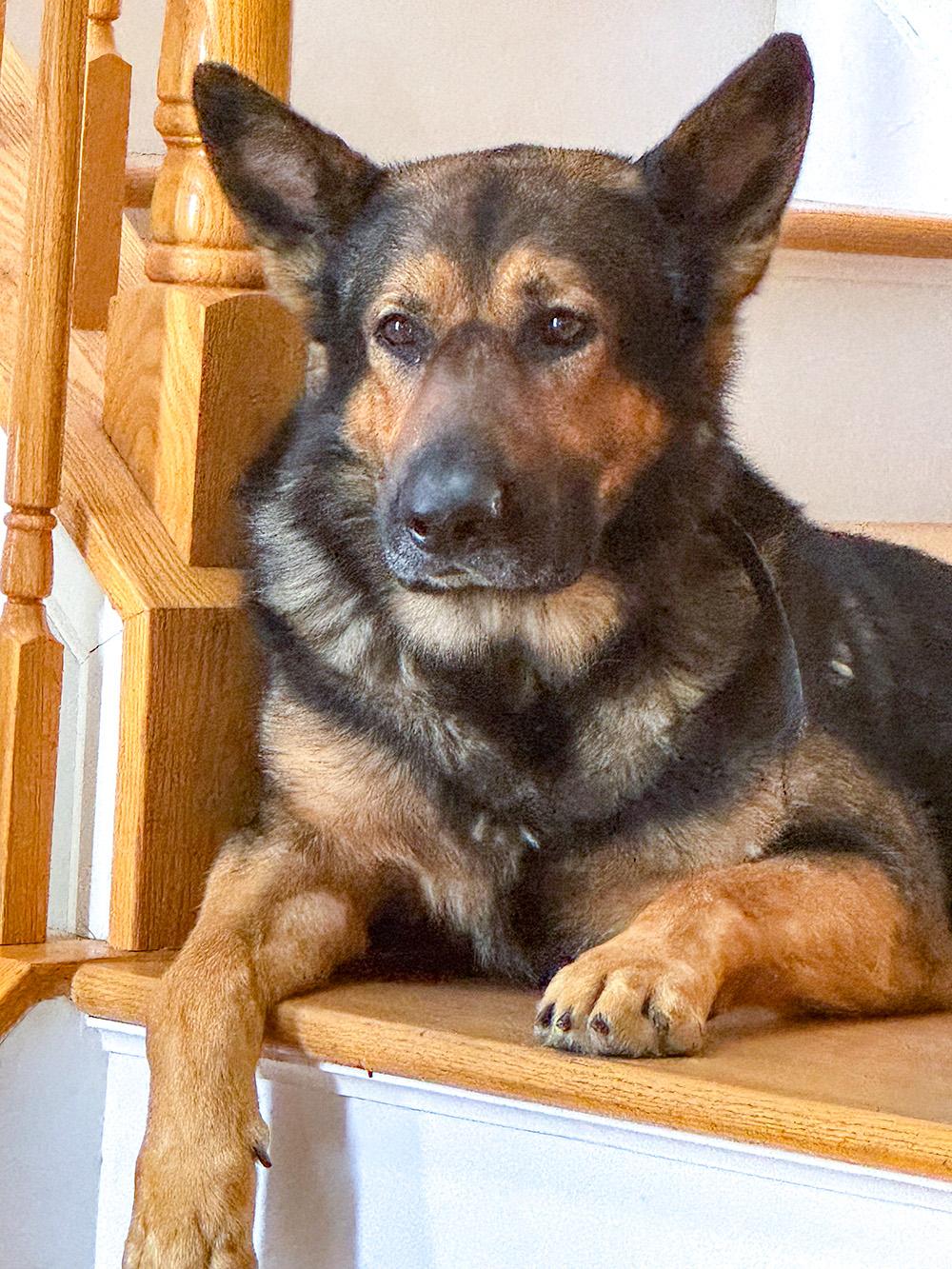 Enlarge Rambo, a ADOPTABLE German Shepherd Dog in Millburn, NJ image 4/4