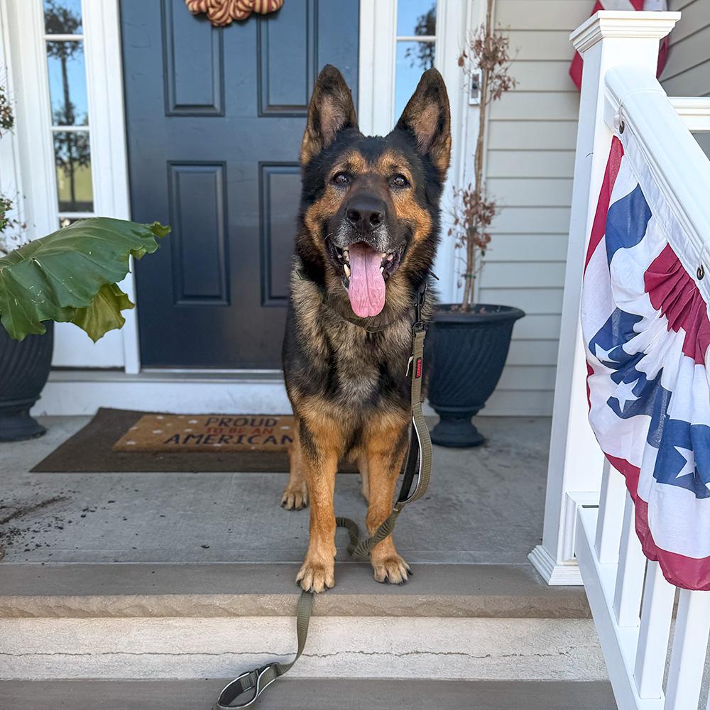 Enlarge Rambo, a ADOPTABLE German Shepherd Dog in Millburn, NJ image 2/4