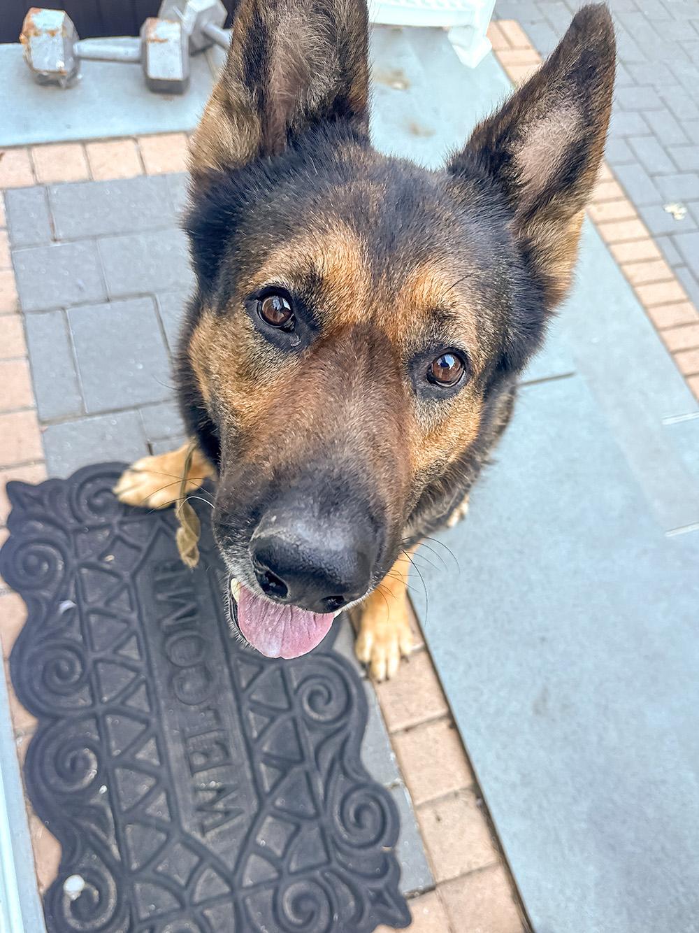 Enlarge Rambo, a ADOPTABLE German Shepherd Dog in Millburn, NJ image 3/4