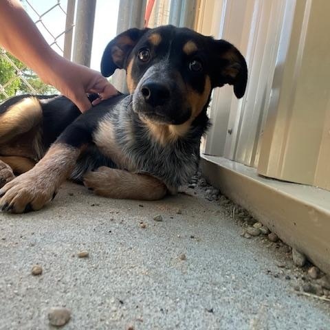 Patriot, an adoptable Australian Cattle Dog / Blue Heeler in Ulysses, KS, 67880 | Photo Image 2