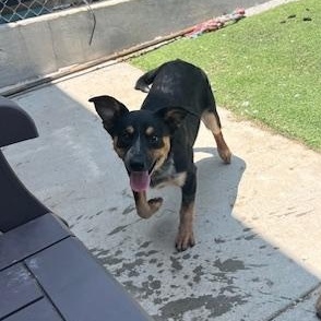 Patriot, an adoptable Australian Cattle Dog / Blue Heeler in Ulysses, KS, 67880 | Photo Image 1