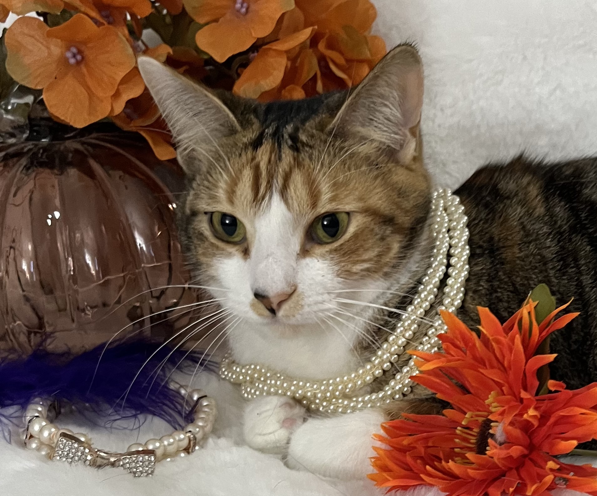 Cat for adoption Luna, a Maine Coon & Tabby Mix in Laingsburg, MI Petfinder