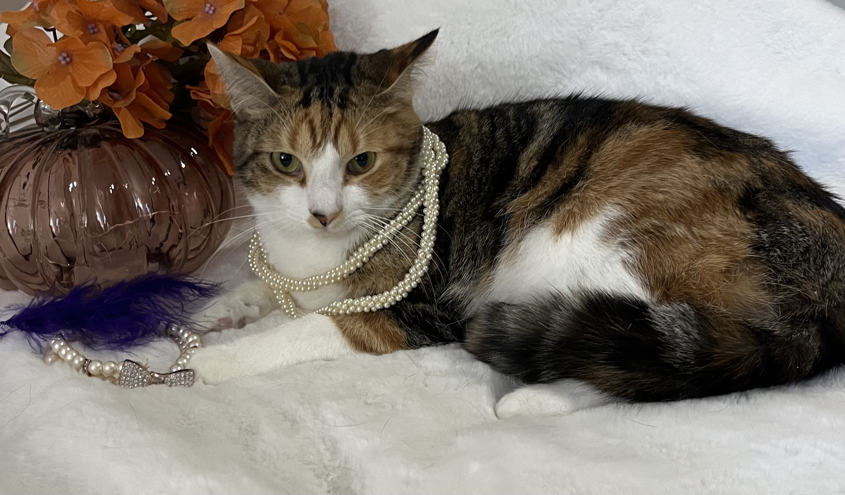 Cat for adoption Luna, a Maine Coon & Tabby Mix in Laingsburg, MI Petfinder