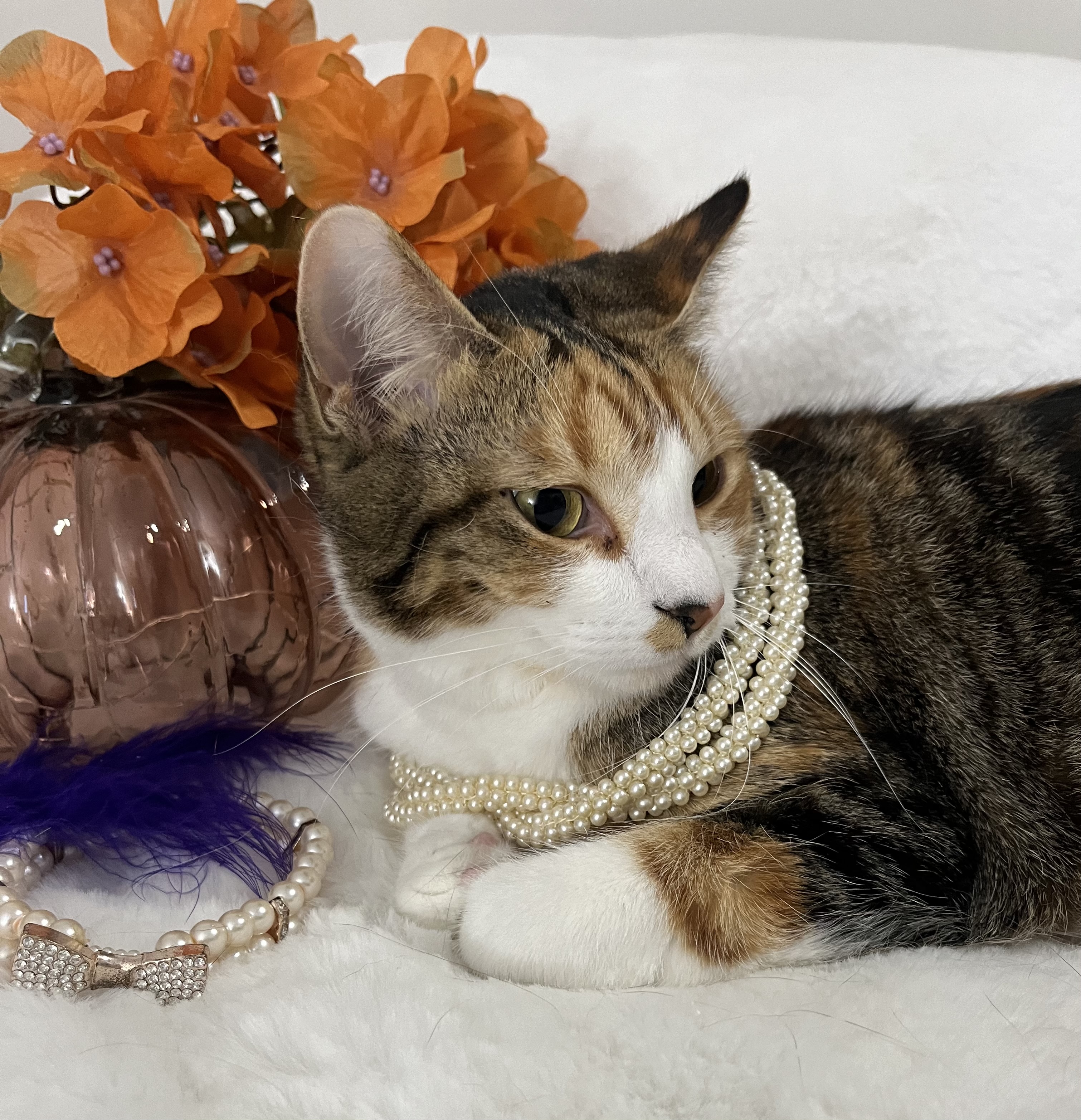 Cat for adoption Luna, a Maine Coon & Tabby Mix in Laingsburg, MI Petfinder