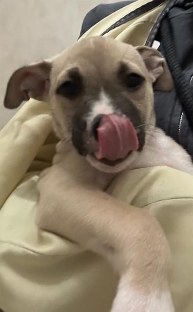 Enlarge OLIVE, a Adoptable mixed breed in Pueblo, CO image 1/1